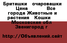 Бриташки - очаровашки.  › Цена ­ 3 000 - Все города Животные и растения » Кошки   . Московская обл.,Звенигород г.